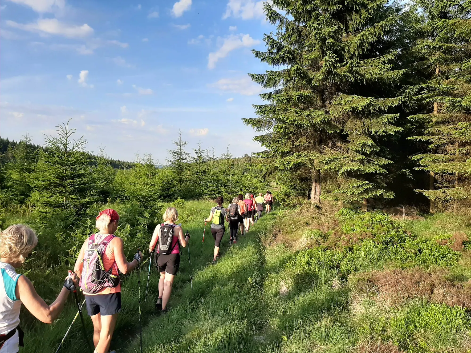 Un groupe de marche nordique sur un sentier des Hautes Fagnes.